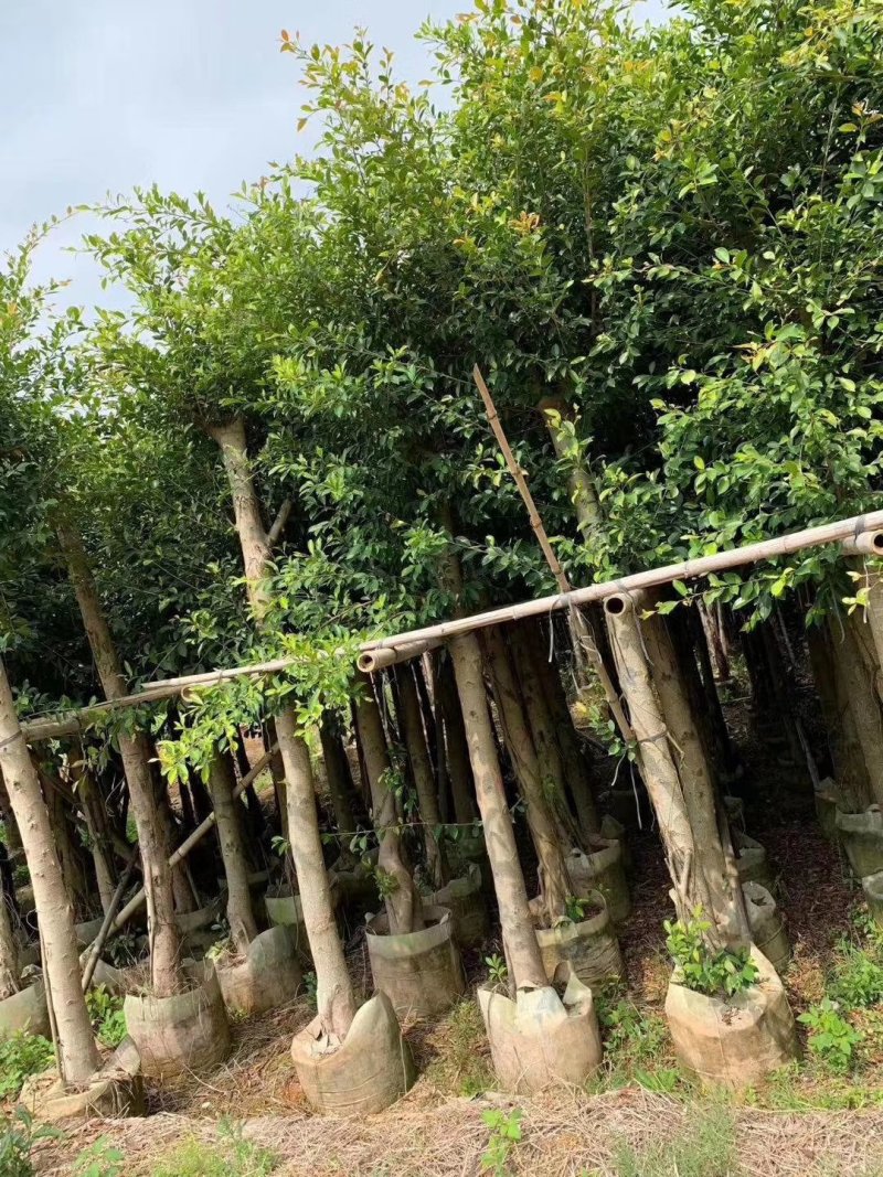 小叶榕，小叶榕袋苗，假植苗小叶榕二百棵起售
