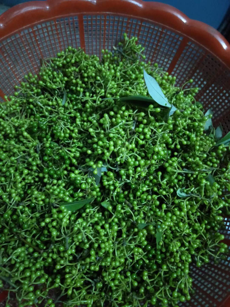 【山胡椒】一件代发山胡椒初果嫩果品质保证一手货源