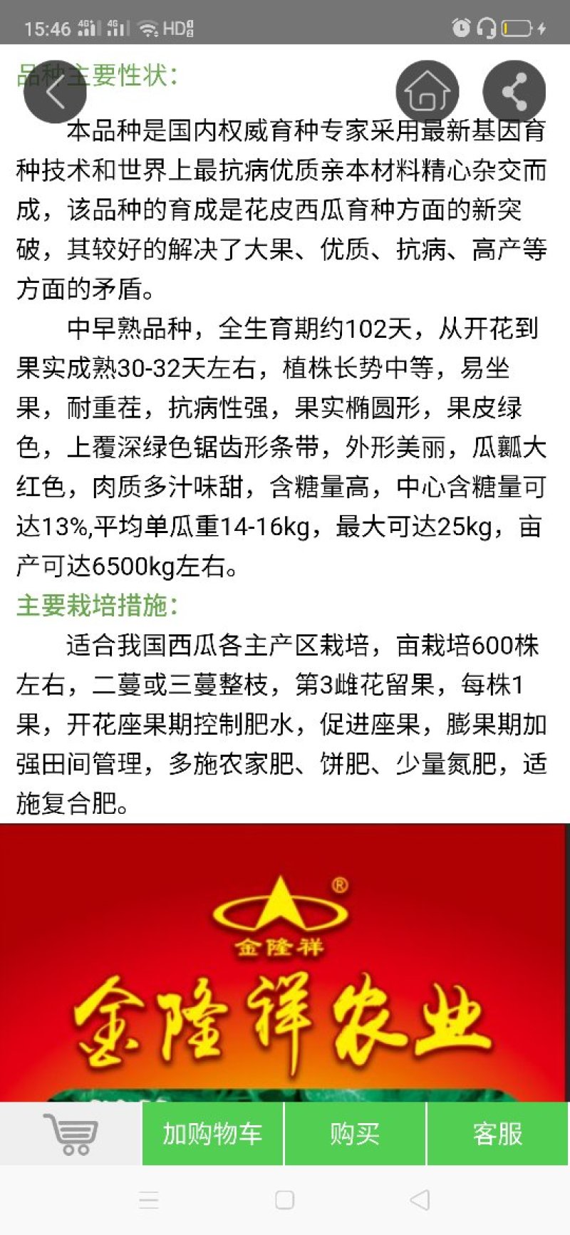 辉煌西瓜种子50克/桶