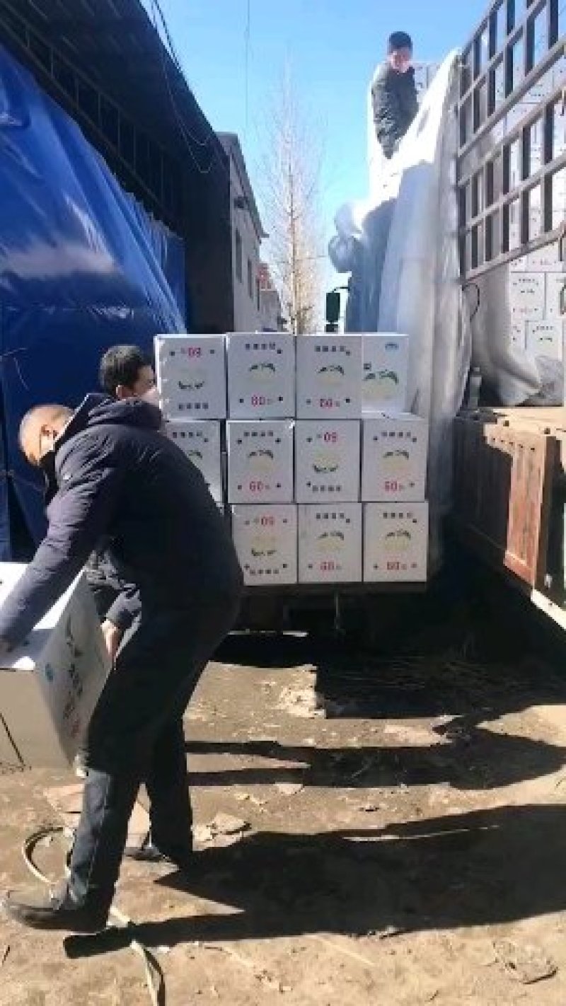 【疯狂抢购】石家庄晋州市皇冠梨，产地低价批发，量大从优