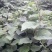 翠玉苗，红阳苗，东红猕猴桃苗/量大从优，保质保量