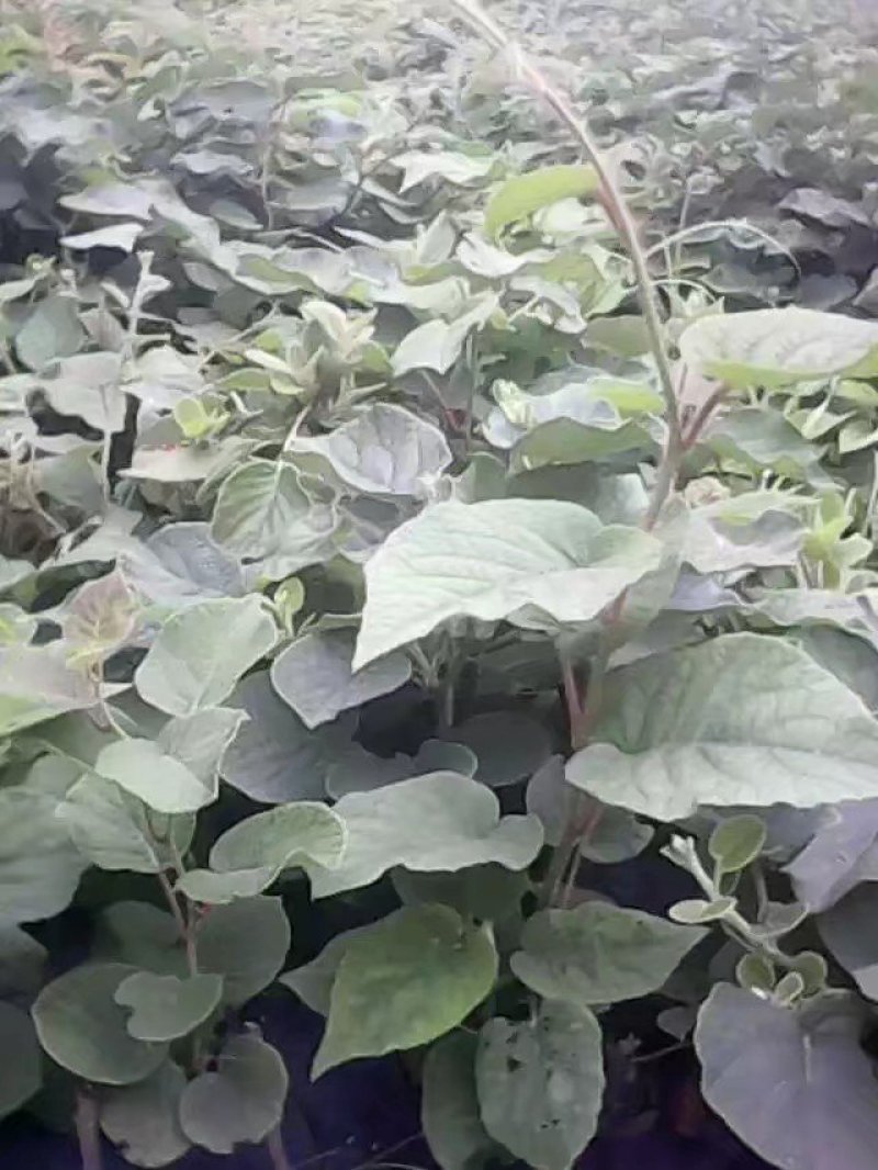 翠玉苗，红阳苗，东红猕猴桃苗/量大从优，保质保量