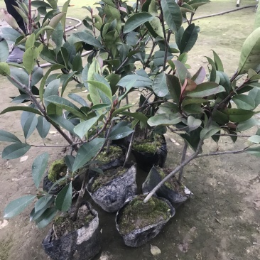 小杯大杯大桶红叶石楠冠幅度60-200cm