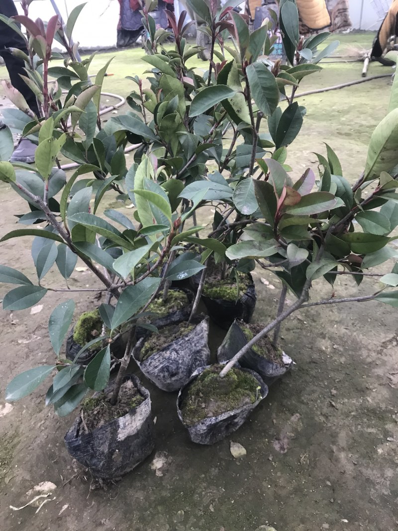 小杯大杯大桶红叶石楠冠幅度60-200cm