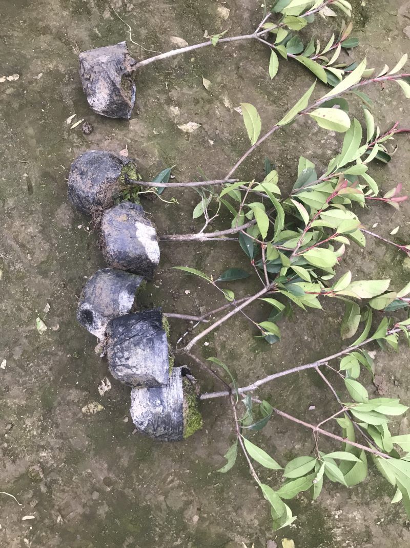 小杯大杯大桶红叶石楠冠幅度60-200cm