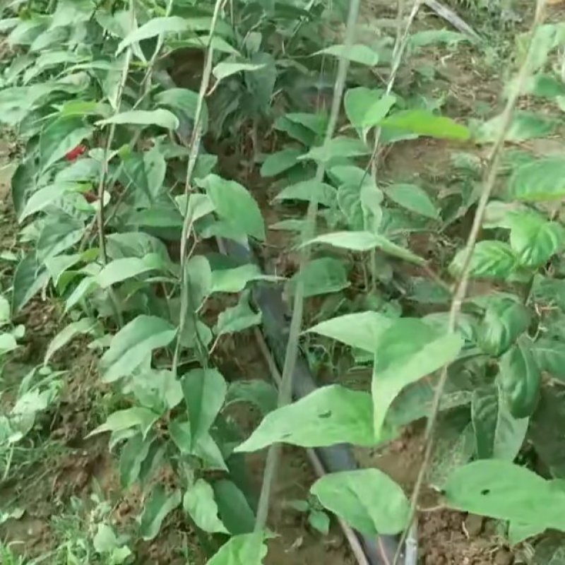 我苗木园常年精心培育，软栆猕猴桃苗