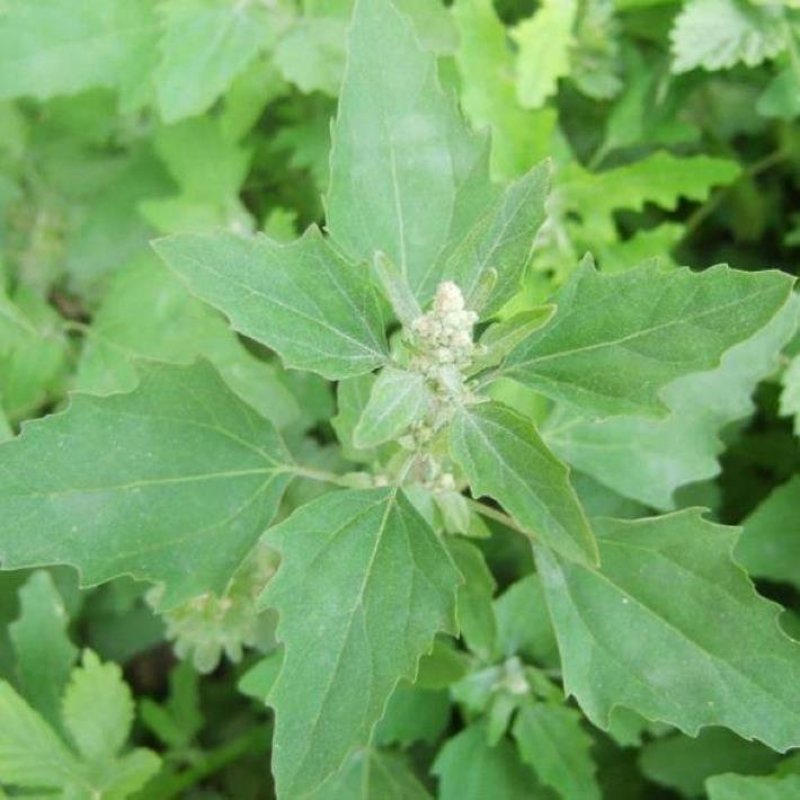 灰灰菜种子又名藜，别名野灰菜，灰蓼头草灰蓼头草，灰藋
