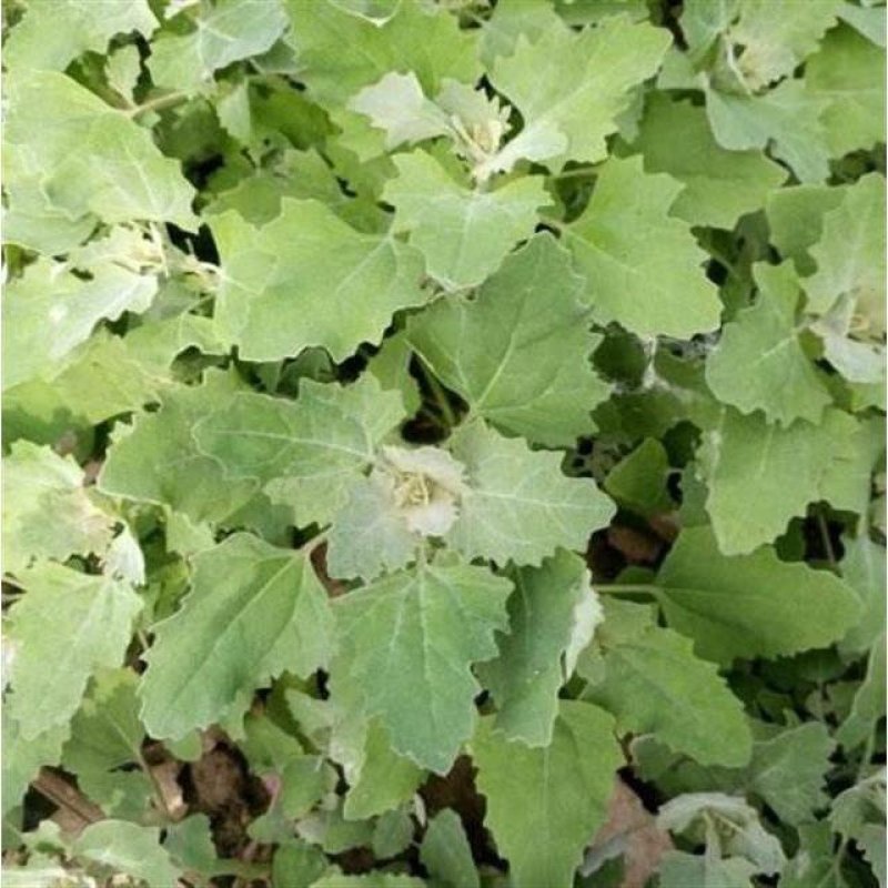 灰灰菜种子又名藜，别名野灰菜，灰蓼头草灰蓼头草，灰藋