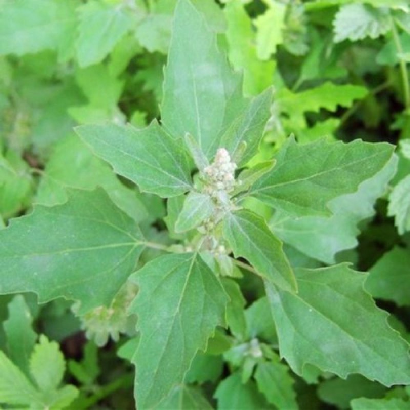 灰灰菜种子又名藜，别名野灰菜，灰蓼头草灰蓼头草，灰藋