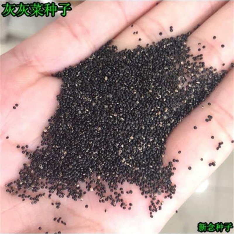 灰灰菜种子又名藜，别名野灰菜，灰蓼头草灰蓼头草，灰藋