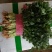 精品香菜大量上市中量大大