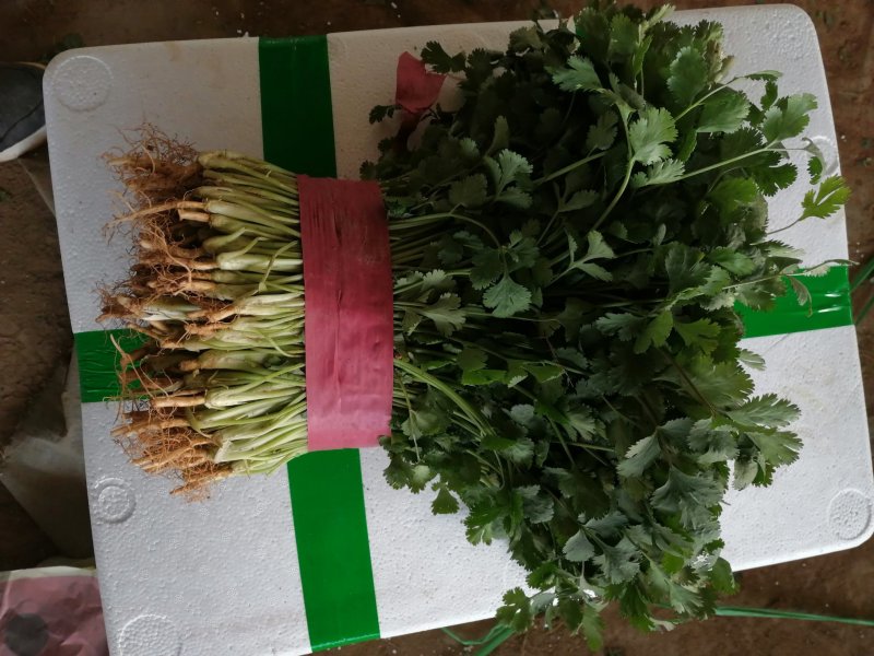 精品香菜大量上市中量大大