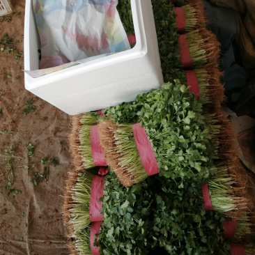 精品香菜大量上市中量大大