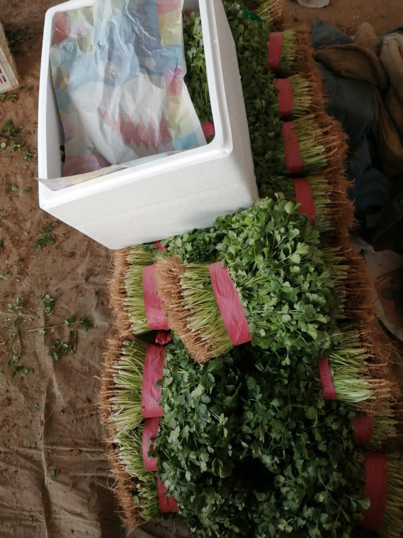 精品香菜大量上市中量大大