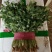 精品香菜大量上市中量大大