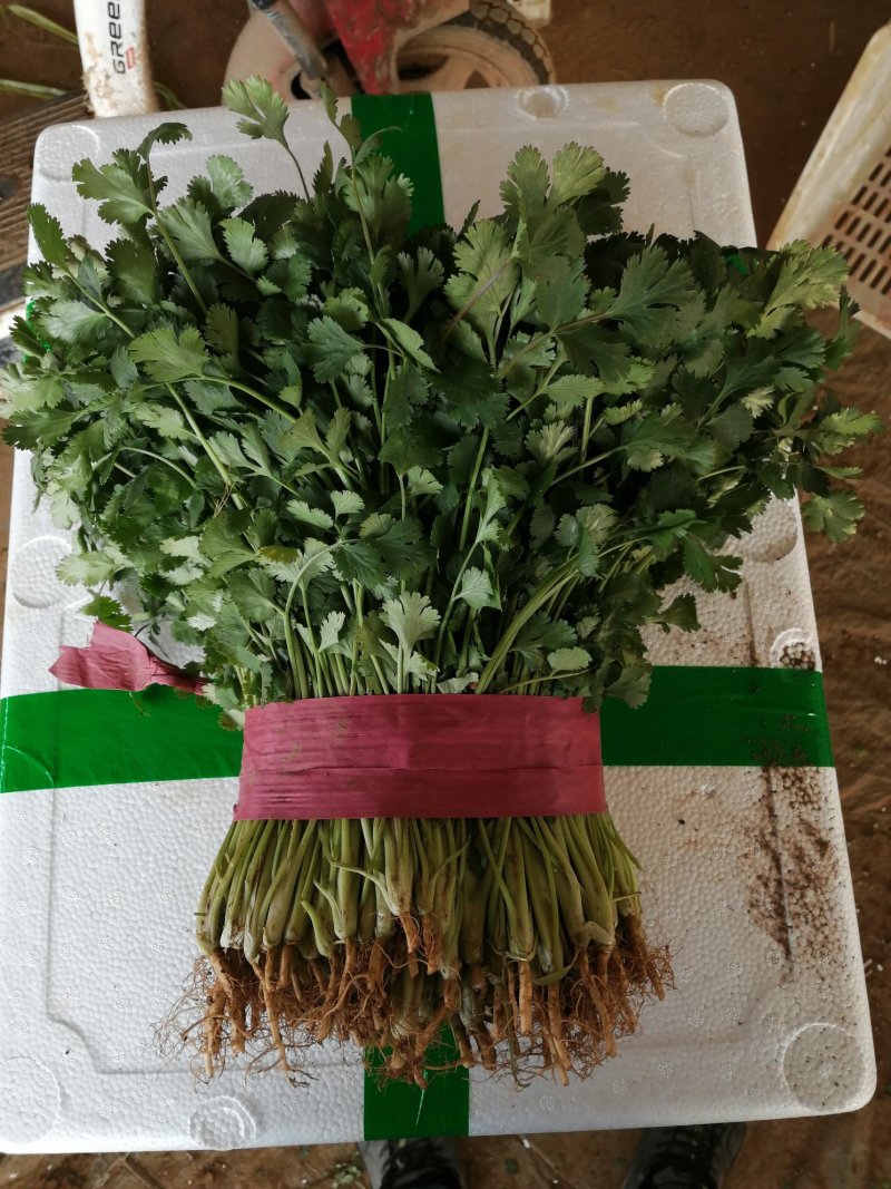 精品香菜大量上市中量大大
