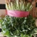 精品香菜大量上市中量大大