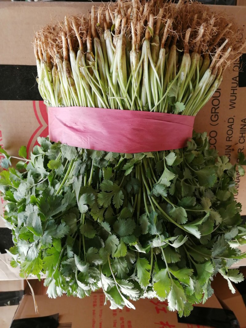 精品香菜大量上市中量大大