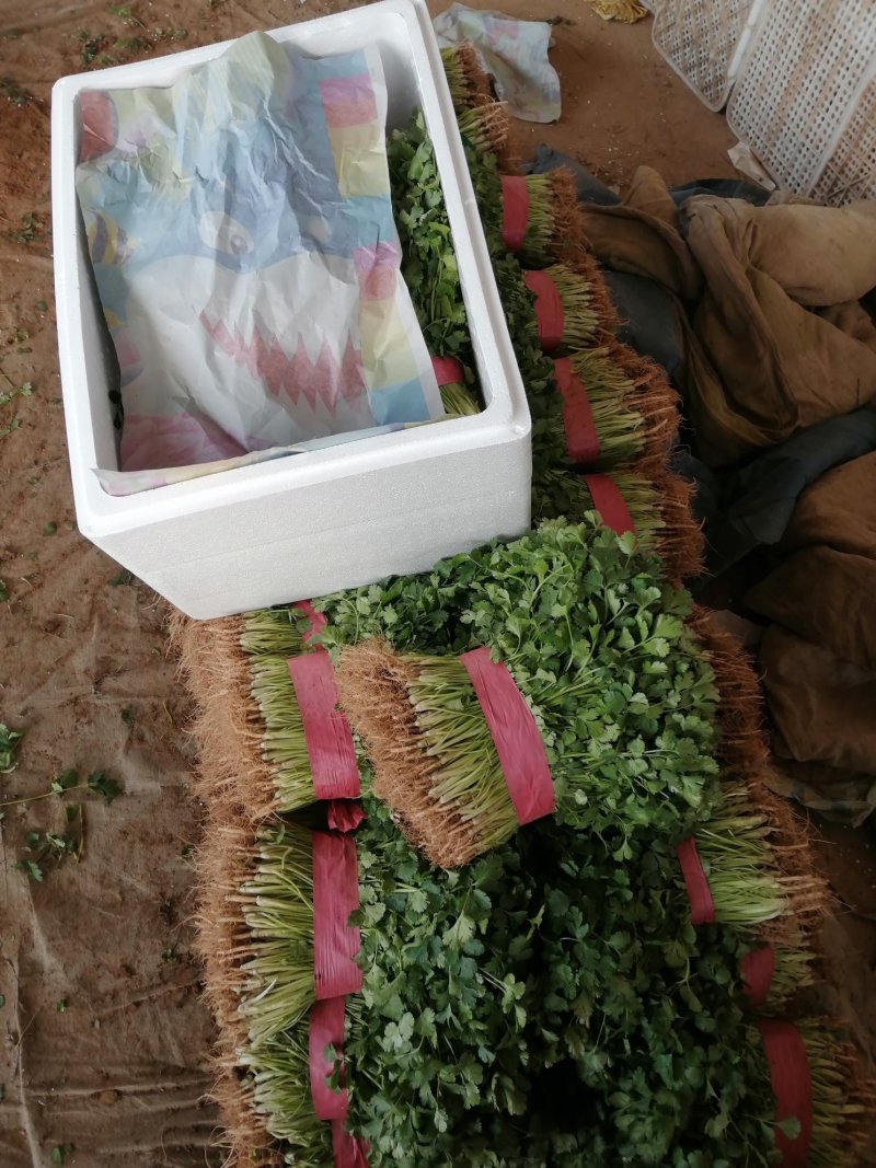 精品香菜大量上市中量大大