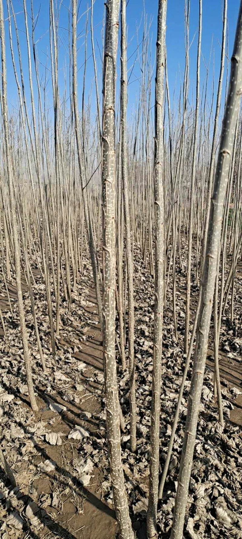 杨树