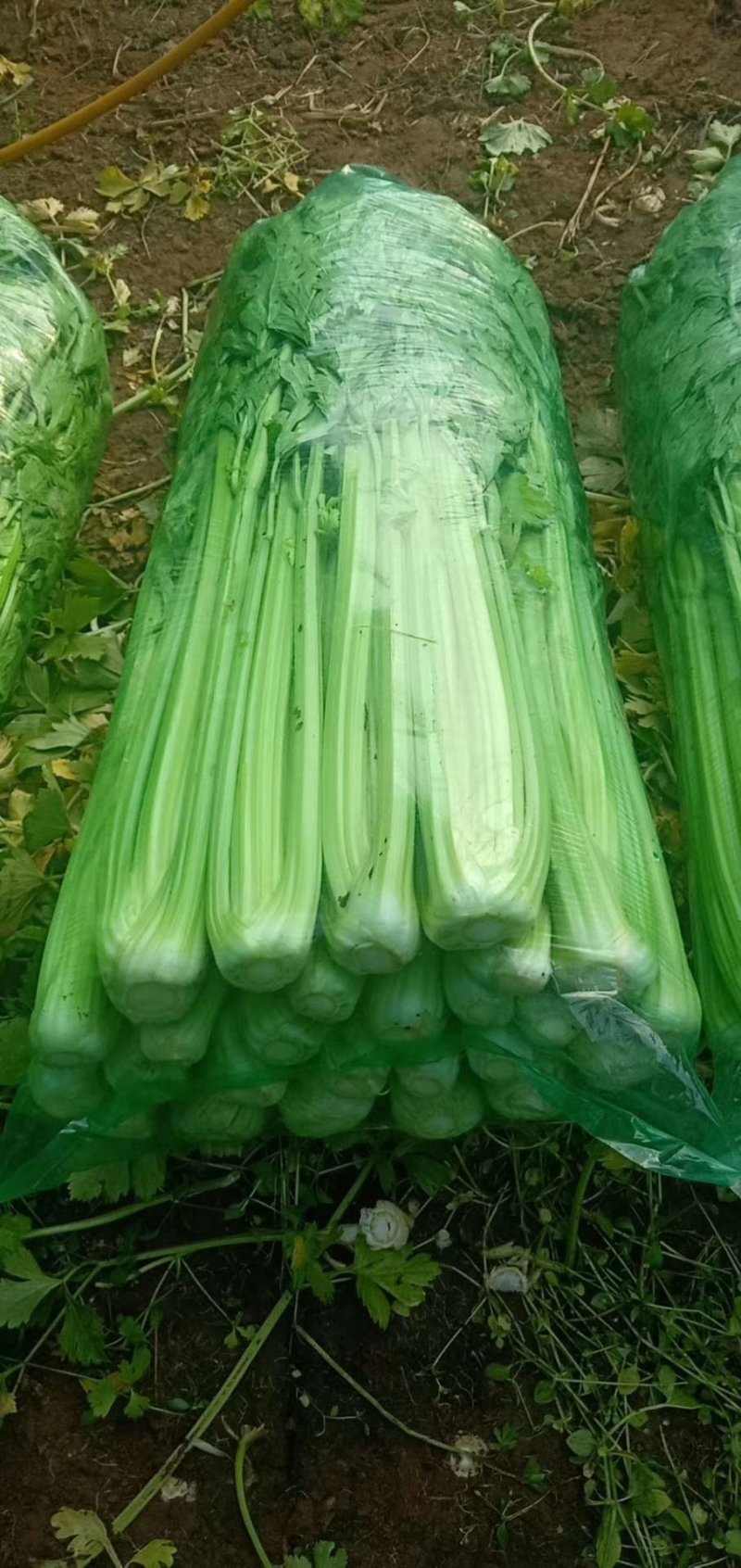 邯郸精品芹菜，可打捆，可散装，量大质优需要的联系