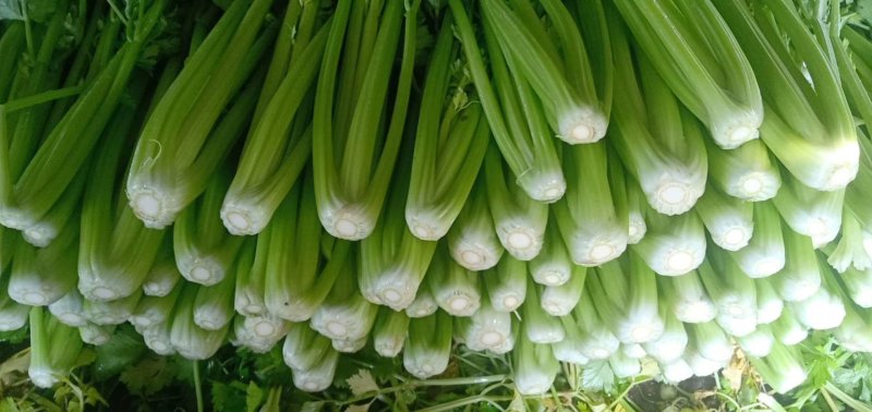 邯郸精品芹菜，可打捆，可散装，量大质优需要的联系