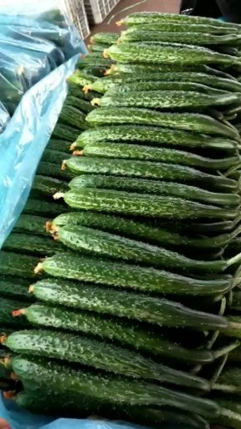 温室大黄瓜德瑞特721干花带刺22~25公分