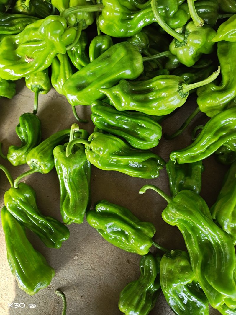 薄皮椒，芜湖椒，大量上市质量很好价格美丽