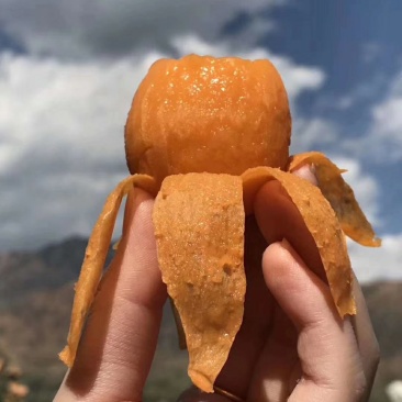 现摘现发攀枝花米易枇杷一件代发顺丰包邮