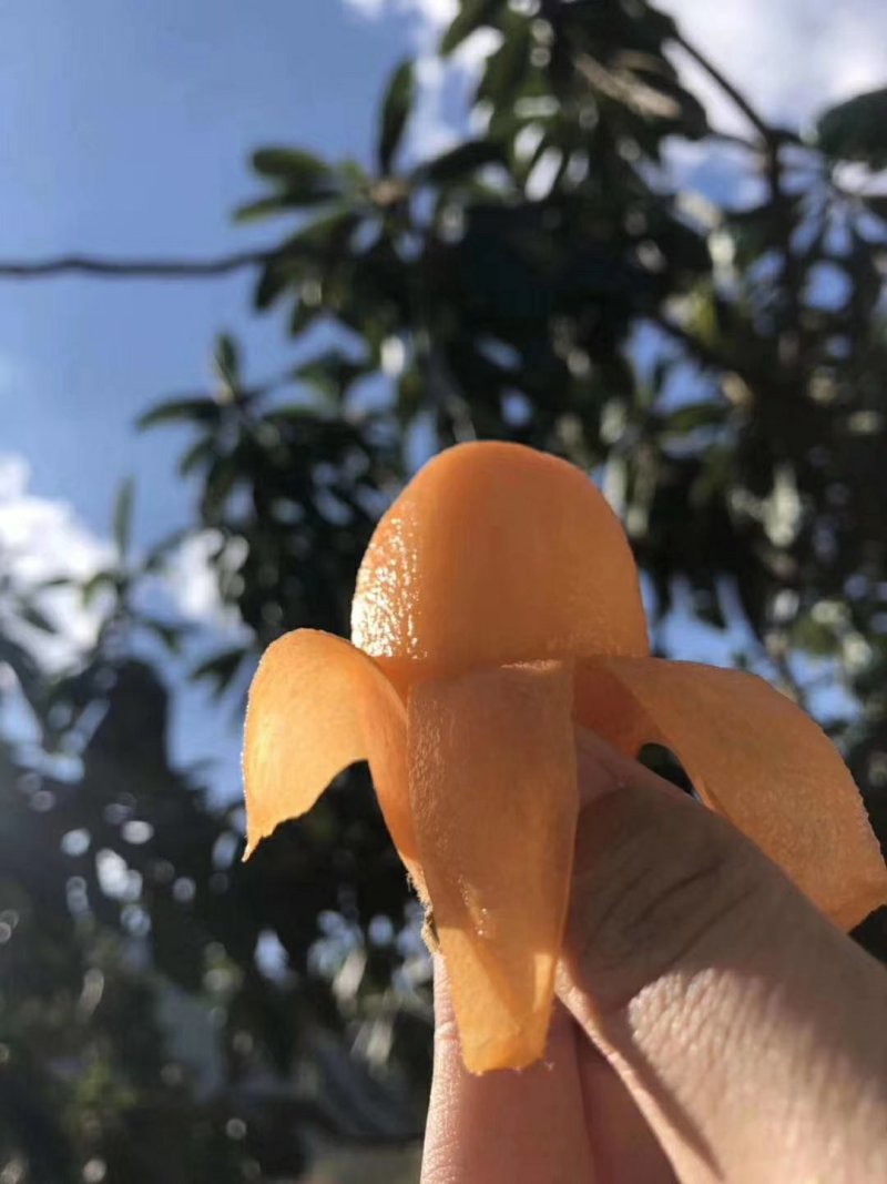 现摘现发攀枝花米易枇杷一件代发顺丰包邮