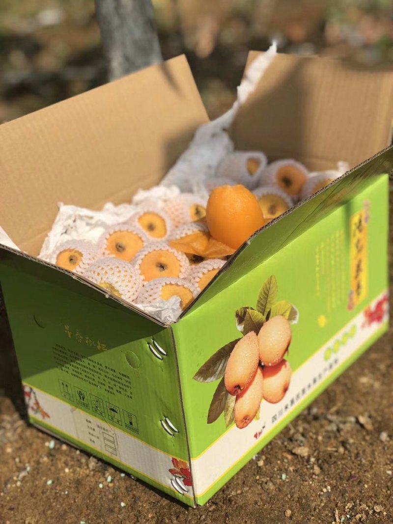 现摘现发攀枝花米易枇杷一件代发顺丰包邮