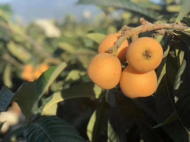 现摘现发攀枝花米易枇杷一件代发顺丰包邮