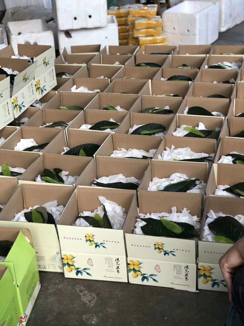 现摘现发攀枝花米易枇杷一件代发顺丰包邮
