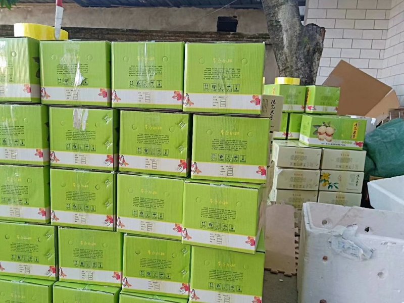 现摘现发攀枝花米易枇杷一件代发顺丰包邮