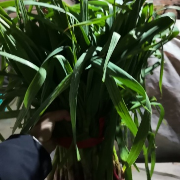 红根蒜苗