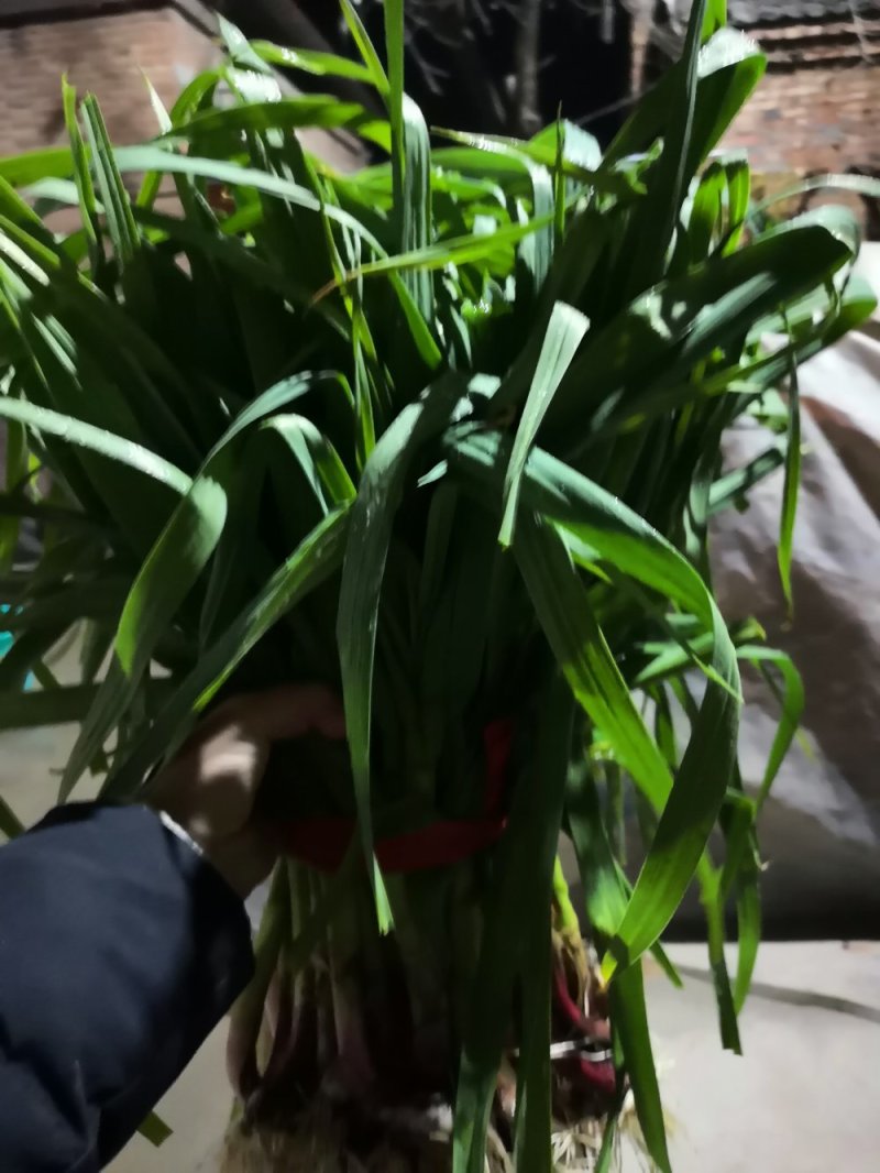 红根蒜苗