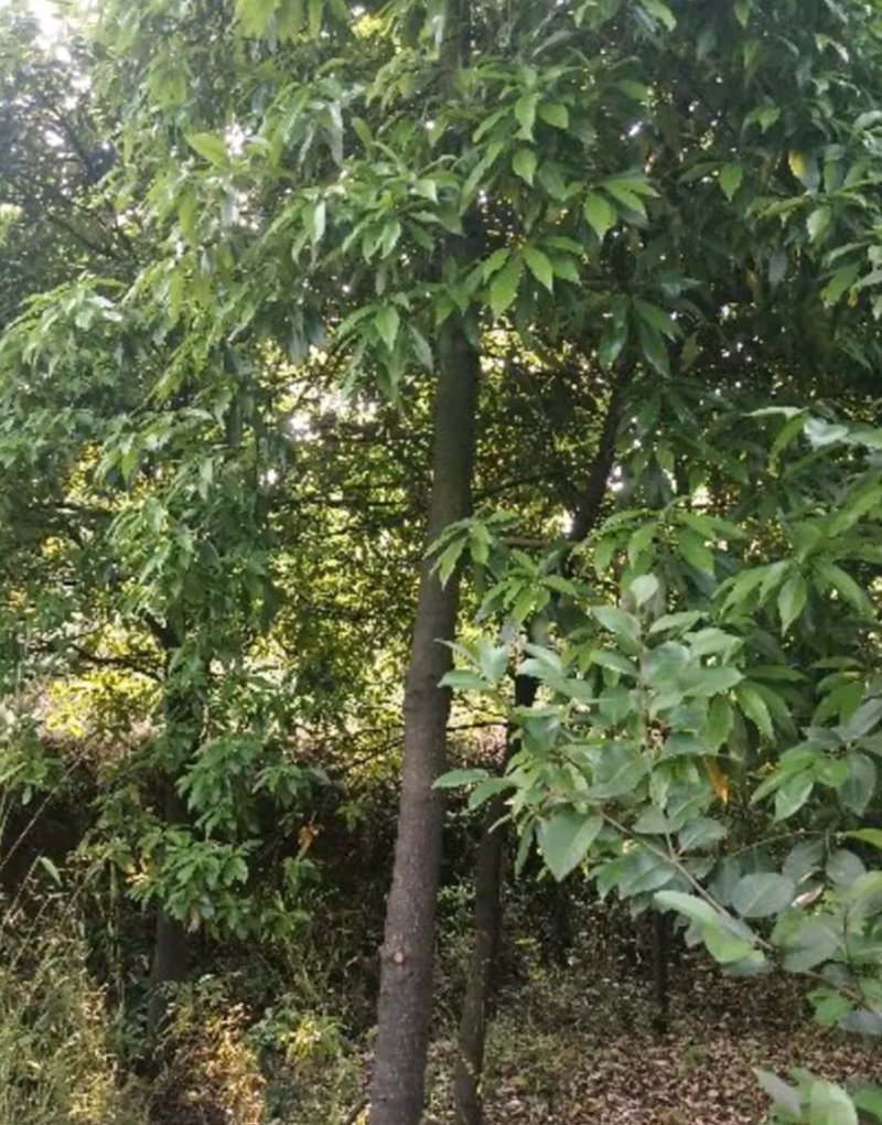 木荷杯苗木荷小苗