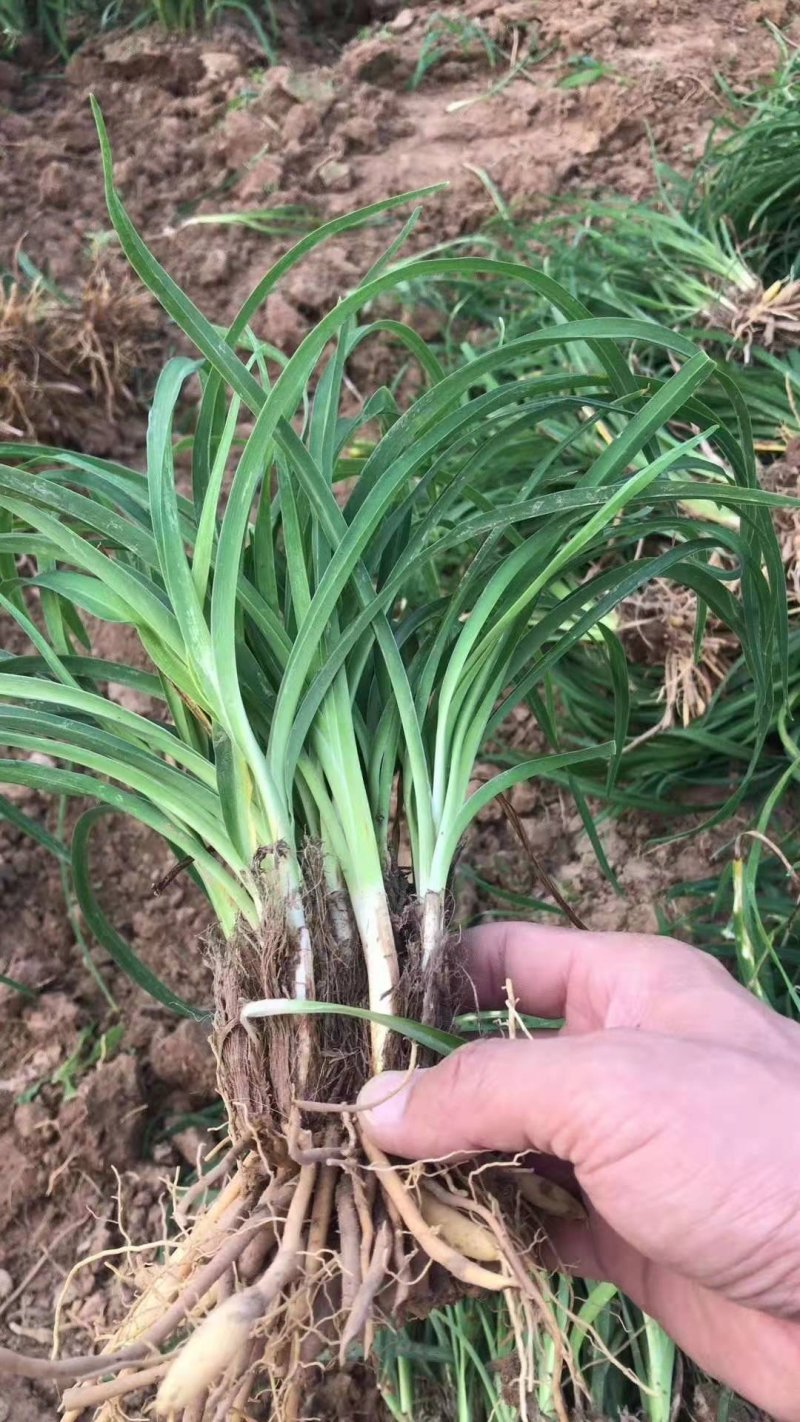 金娃娃萱草黄花萱草