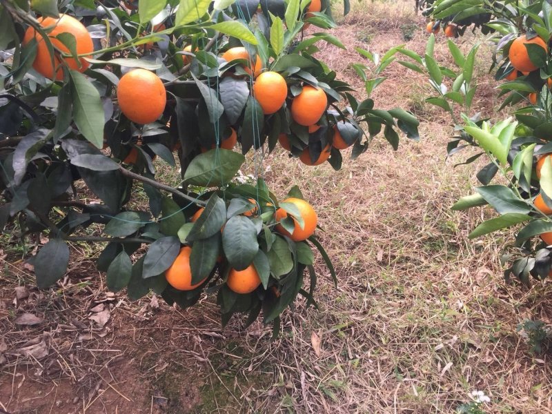 沃柑