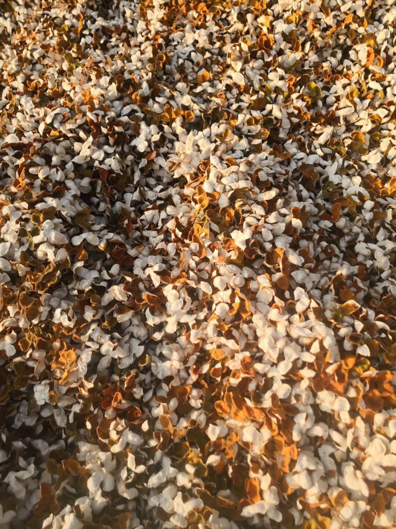 包邮正宗新会核心产区5年陈皮，煮茶，煲汤做菜佳品自产自销