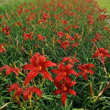 红花萱草大花萱草常绿萱草