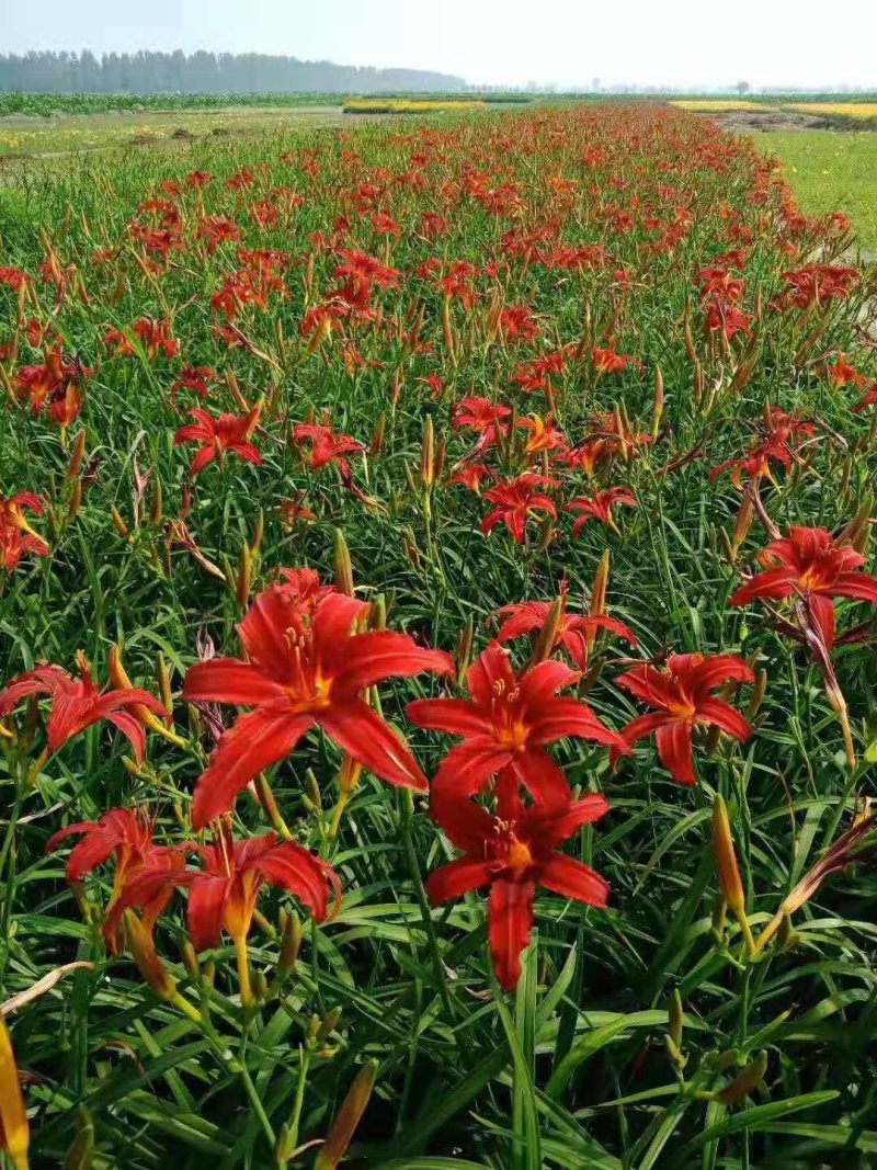 红花萱草大花萱草常绿萱草