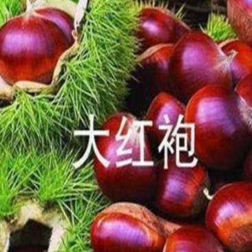 我苗木园精心，大红袍板栗苗