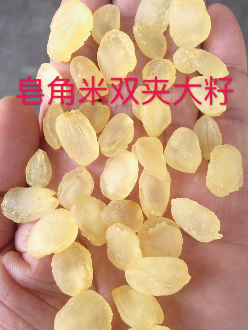 皂角米雪莲子单荚双荚皂荚皂角源头工厂一手货源大量现货批发