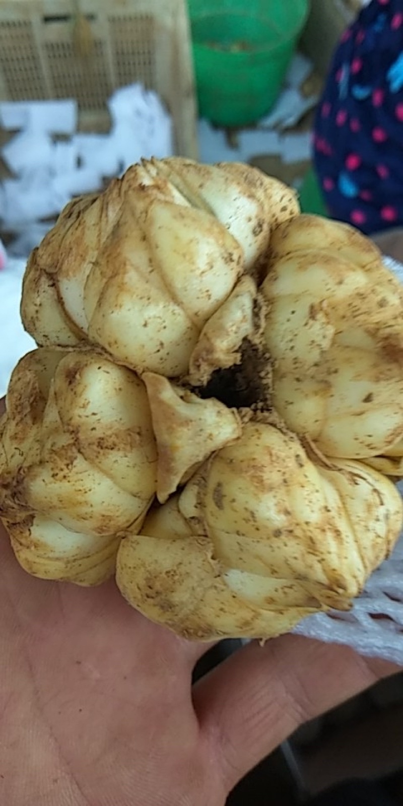 百合种苗，卷丹百合种球价格，药食两用百合种苗批发