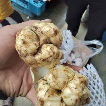 百合种苗，卷丹百合种球价格，药食两用百合种苗批发