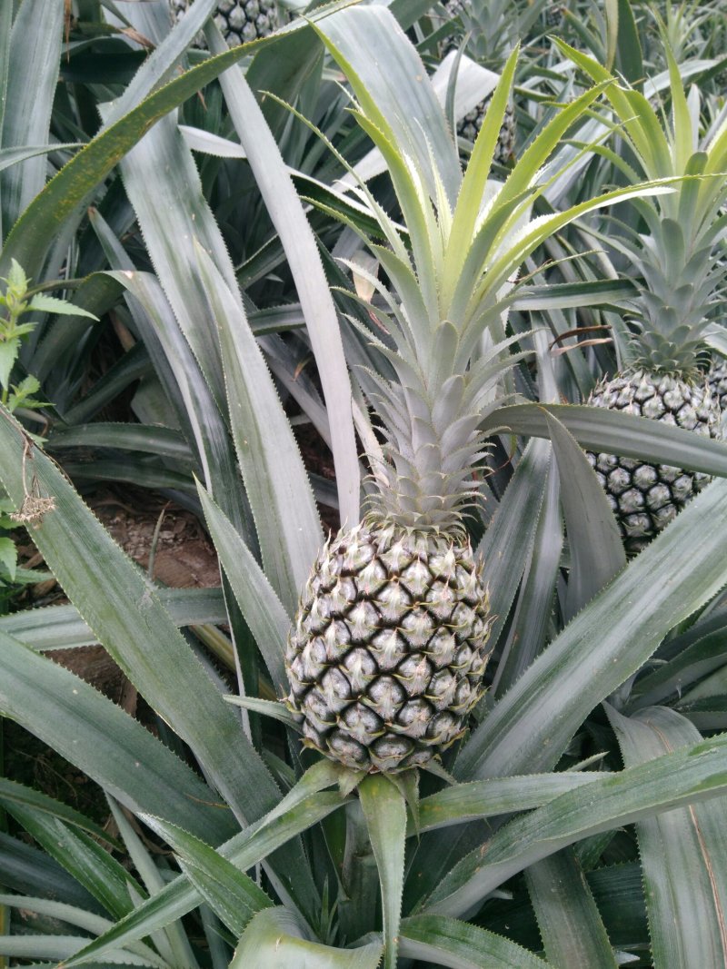 菠萝