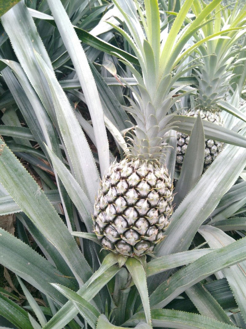 菠萝