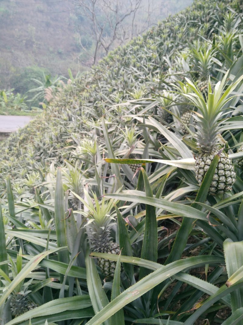 菠萝