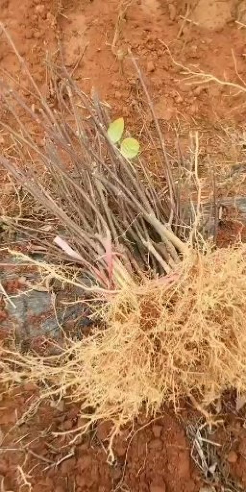 江西中花吴茱萸苗吴茱萸种苗茶辣臭辣子漆辣子树衣子树苗